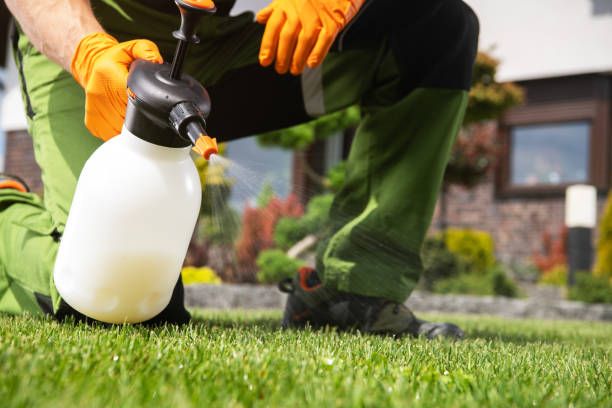 Wasp Removal Services in Siesta Key, FL