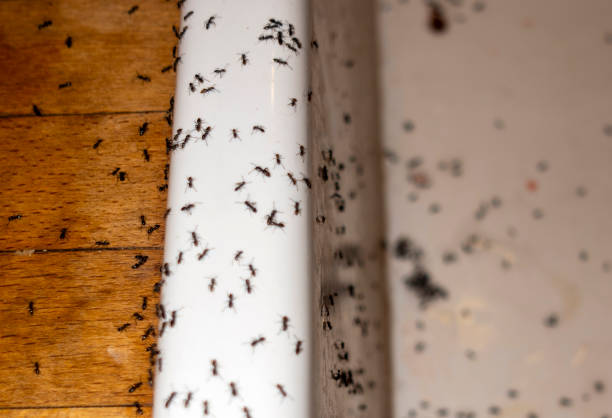 Best Bed Bug Extermination  in Siesta Key, FL